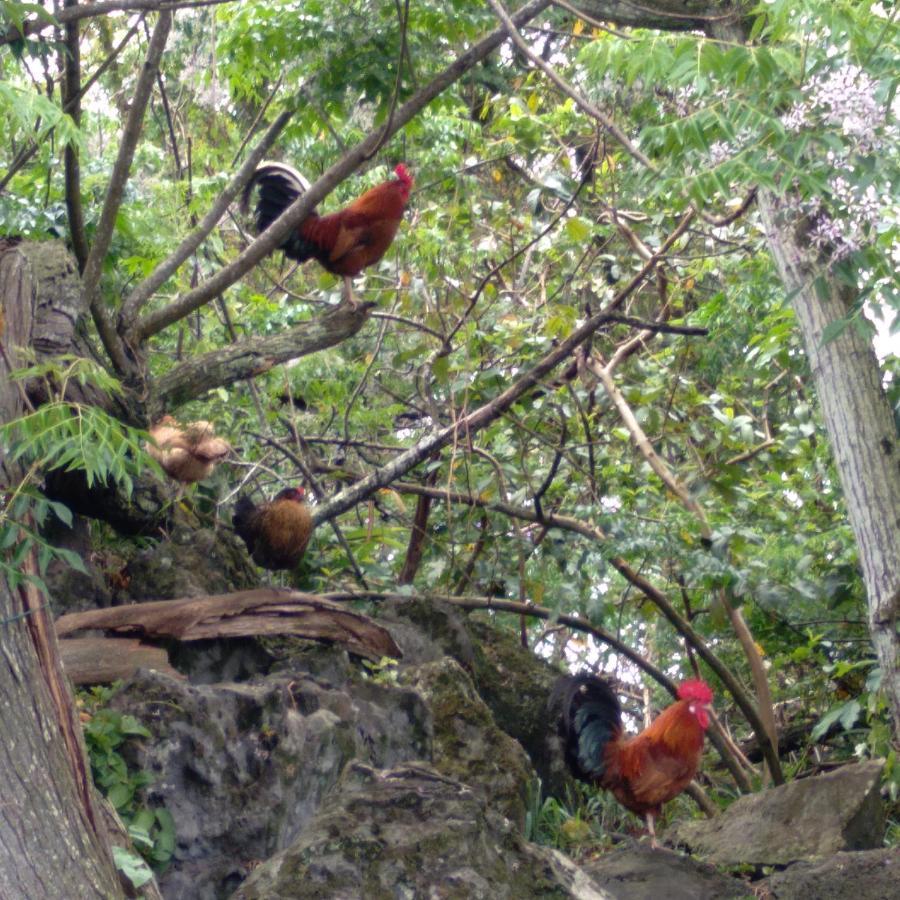 Tu'u Koihu Hanga Roa