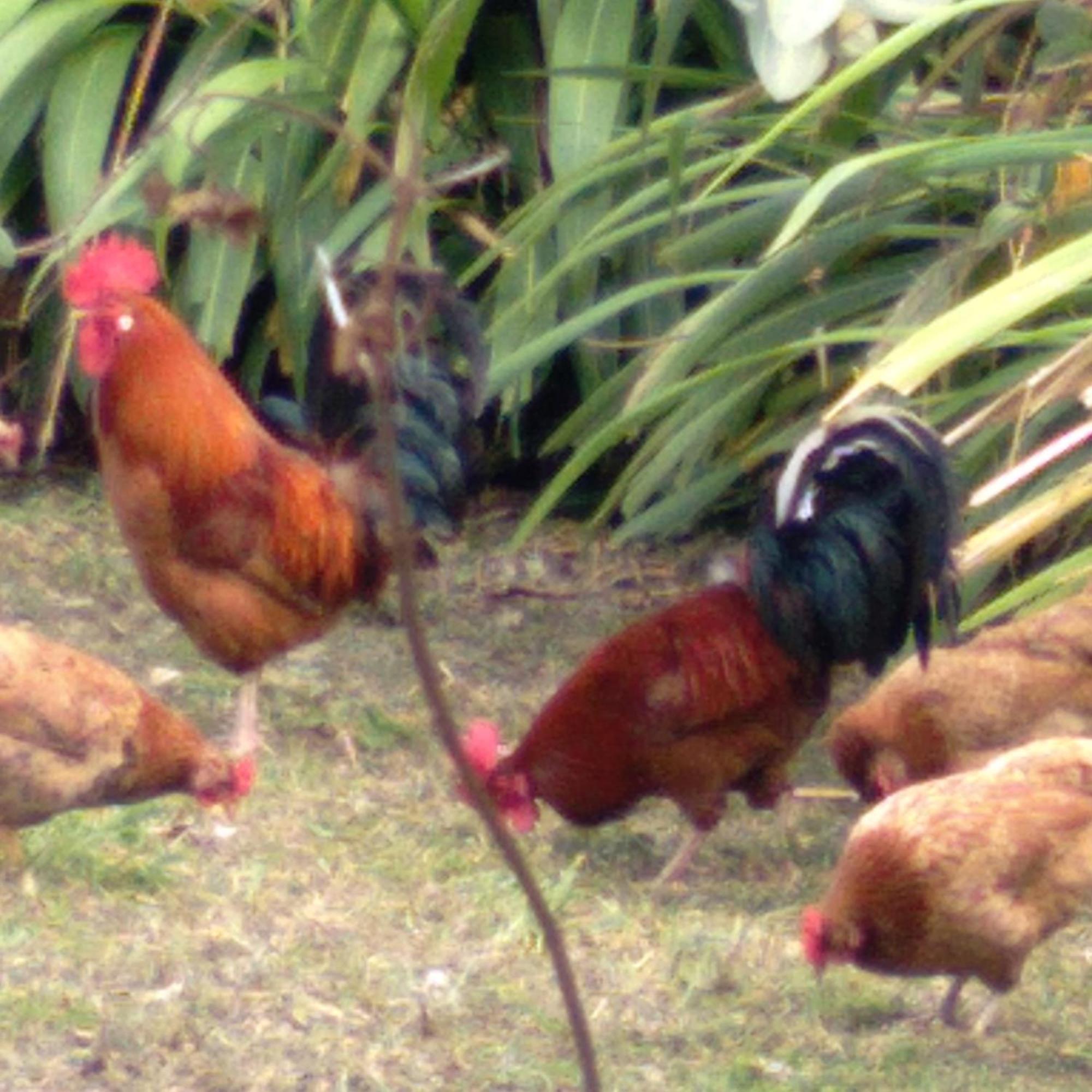 Tu'u Koihu